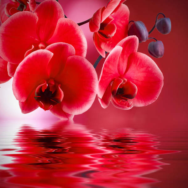 Фотообои с красными орхидеями над водой артикул 10001785