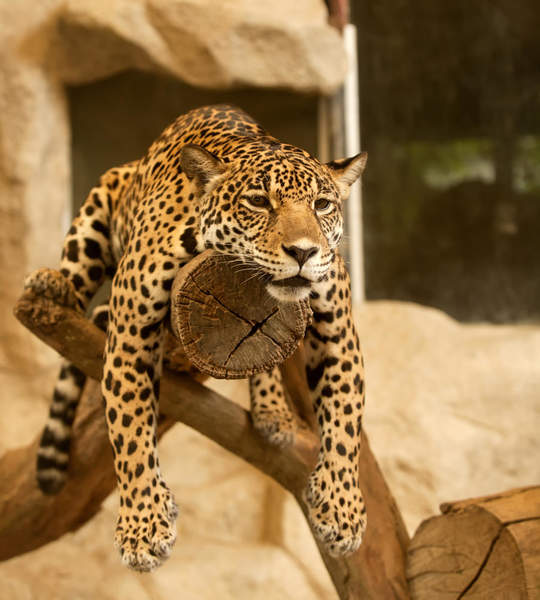 Фотообои - Отдыхающий леопард артикул 10005608