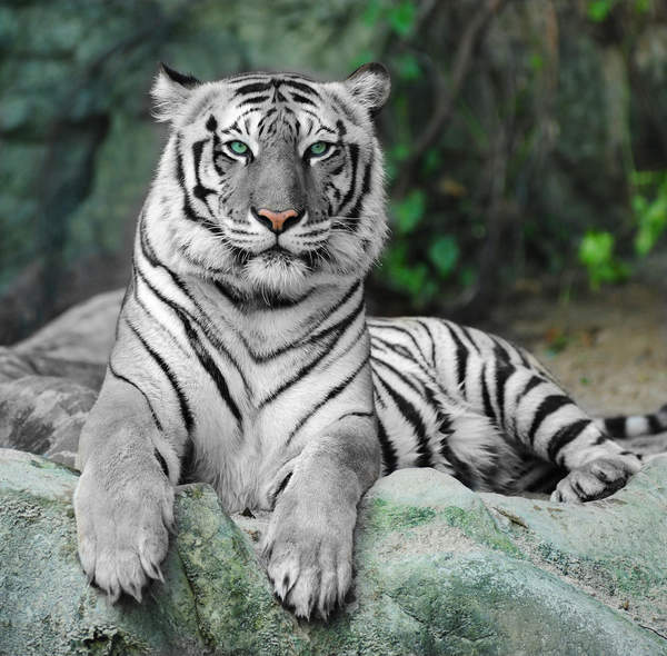 Фотообои с белым тигром артикул 10000512