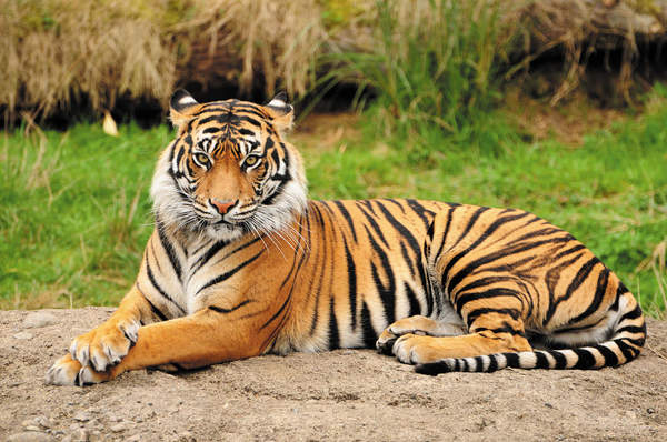 Фотообои с красивым тигром артикул 10007807