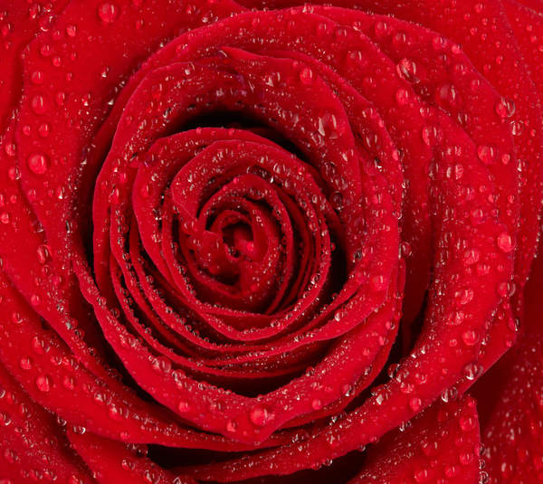 Фотообои - Красная роза с каплями воды артикул 10003991