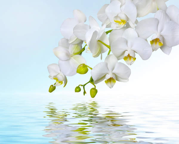 Фотообои - Белые орхидеи над водой артикул 10004913