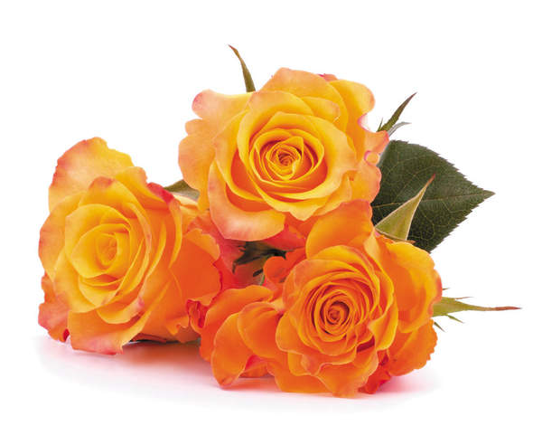 Фотообои - Оранжевые розы артикул 10006648