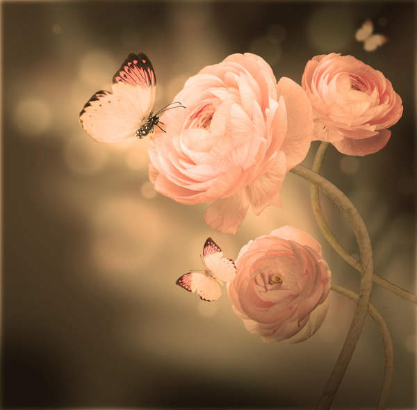 Фотообои - Розовые розы и бабочка артикул 10005856