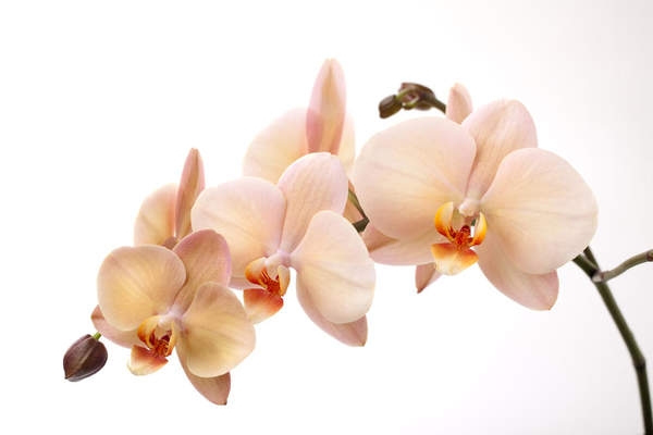 Фотообои - Веточка нежно-розовых орхидей артикул 10003278