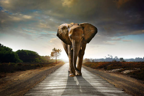 Фотообои на стену - Слон на дороге артикул 10005169
