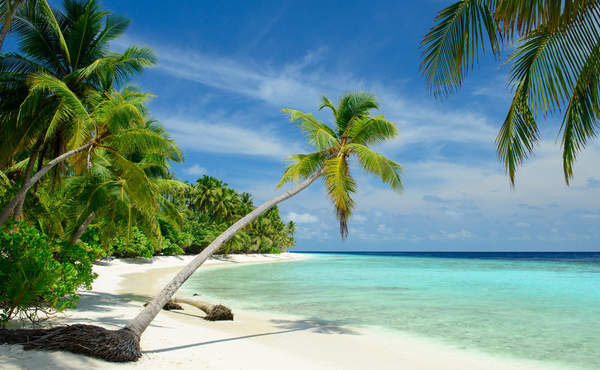 Фотообои - Пляж с пальмами артикул 10005433