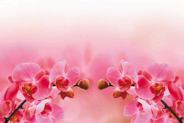 Фотообои с розовыми орхидеями артикул 10007742