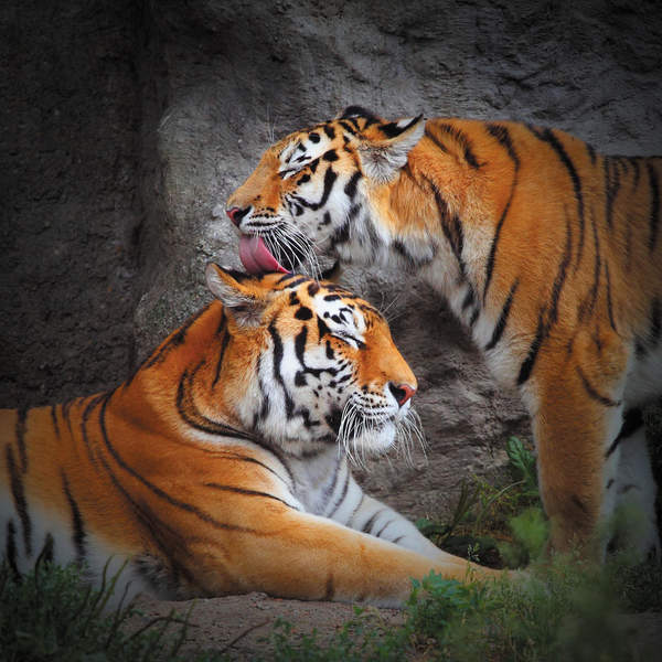 Фотообои "Влюбленные тигры" артикул 10002378
