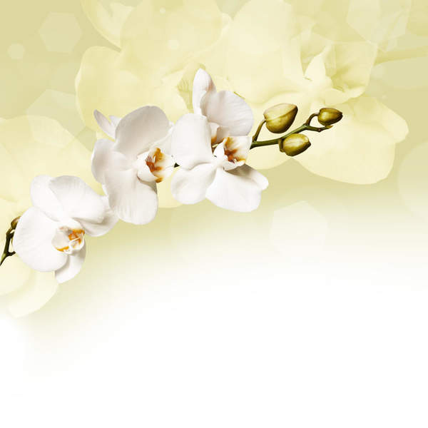 Фотообои - Светлая орхидея артикул 10008322