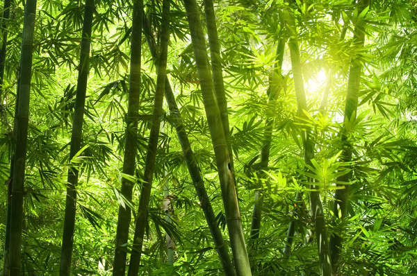 Красивый бамбуковый лес артикул 10004405
