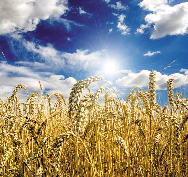 Фотообои "Золотое пшеничное поле на фоне голубого неба с облаками" артикул 10008686