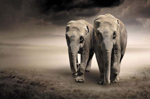Фотообои с парой слонов артикул 10000588