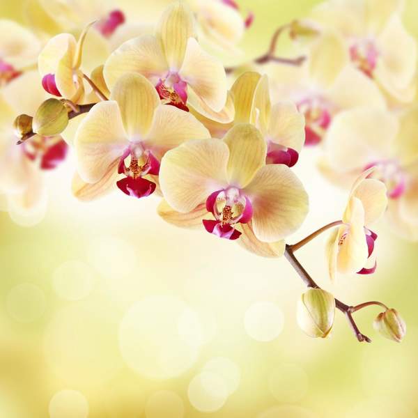 Фотообои - Ветка нежной желтой орхидеи на ярком фоне артикул 10003302