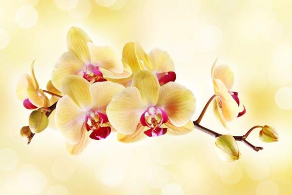Фотообои с желтыми орхидеями артикул 10000769