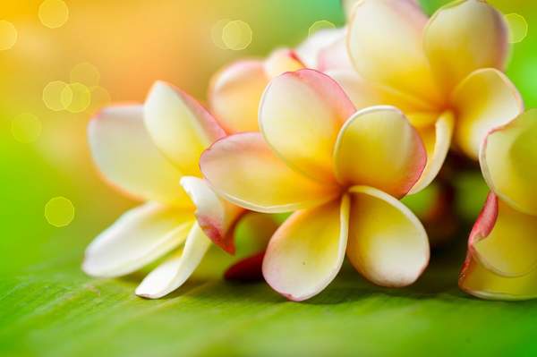 Фотообои на стену с гавайским цветком артикул 10002118
