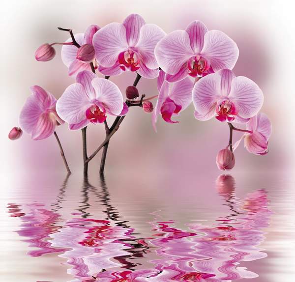 Фотообои - Отражение розовой орхидеи артикул 10003305