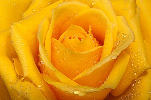 Фотообои - Желтая роза артикул 10006800