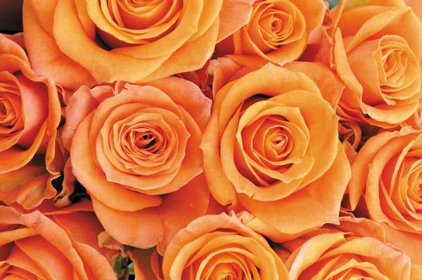 Фотообои с нежно-оранжевыми розами артикул 10000162