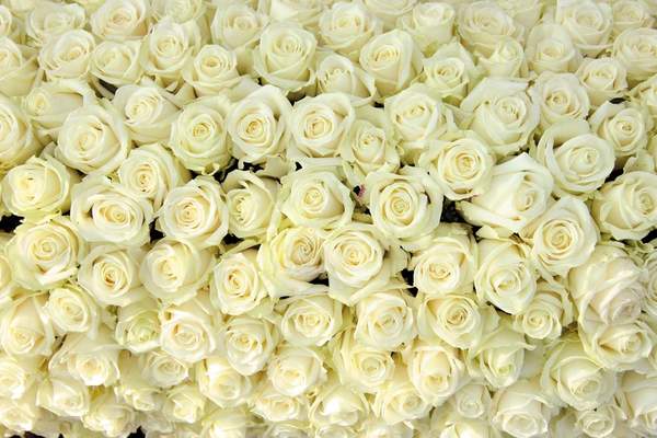 Фотообои "Белые розы" артикул 10000168