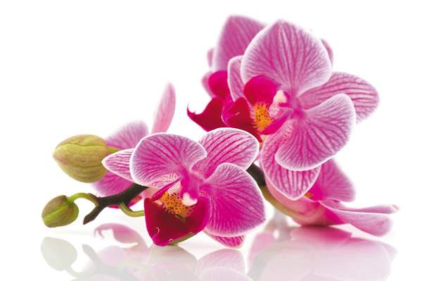 Фотообои - Макро орхидеи артикул 10006827