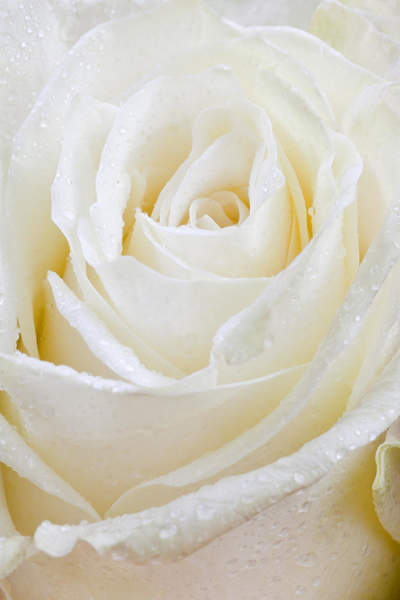 Белая роза крупным планом артикул 10008934