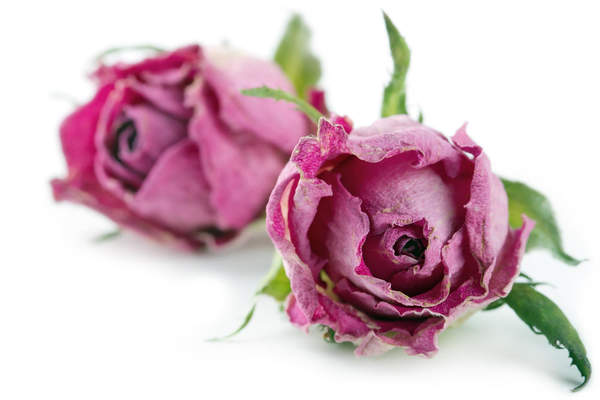 Фотообои - Фиолетовые розы артикул 10005979