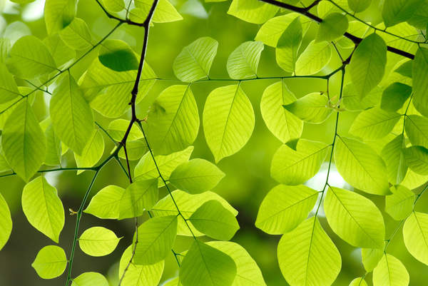 Зеленые листья (фон) артикул 10008937