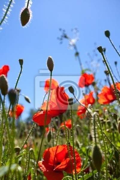  артикул 10009657