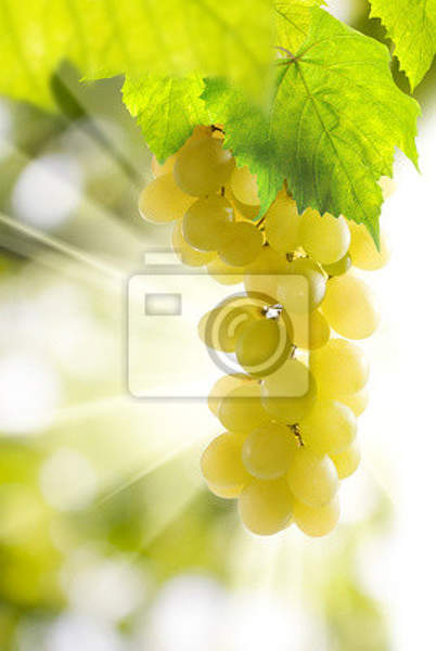 Фотообои на стену с виноградом в лучах солнца артикул 10010105