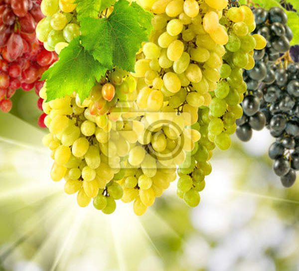 Фотообои на стену с виноградом (красный, белый, черный) артикул 10010104