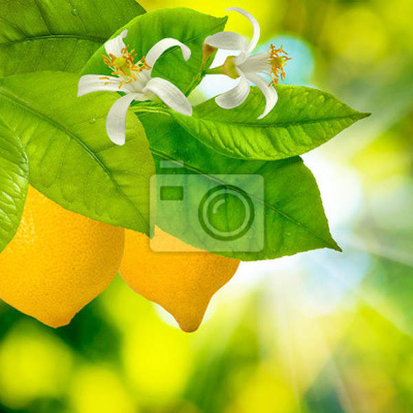 Лимоны - Фотообои для кухни артикул 10010094