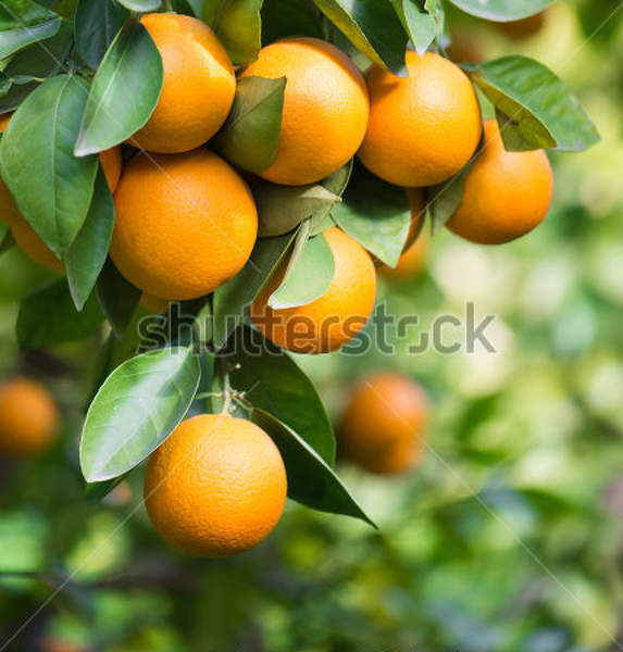 Фотообои с веткой апельсинового дерева артикул 10011062