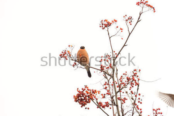  артикул 10011505
