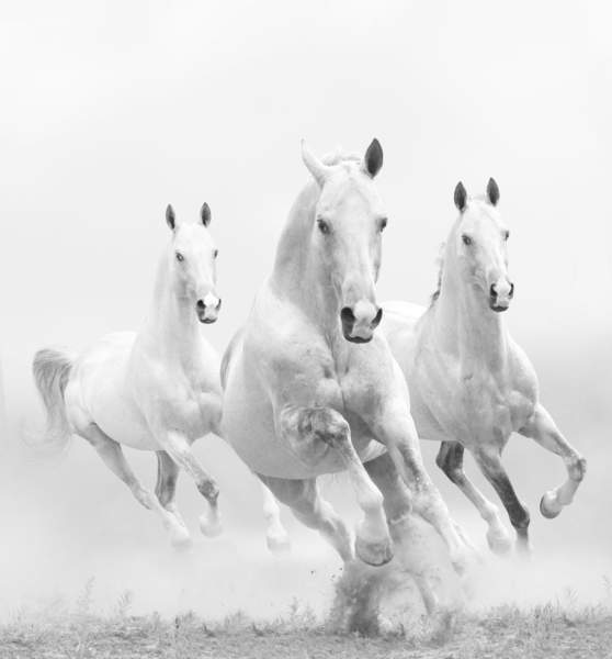 Фотообои - Белые лошади артикул 10003650