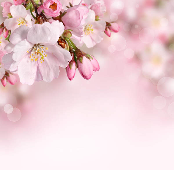 Фотообои - Весеннее цветение артикул 10006583
