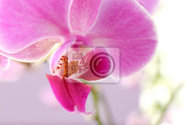  артикул 10015424