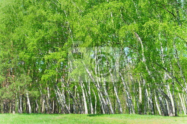  артикул 10016618