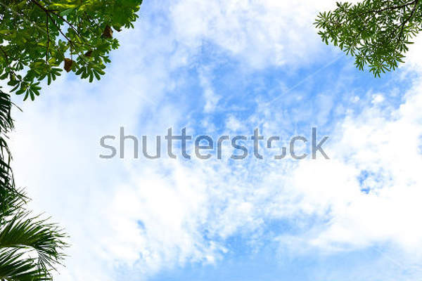  артикул 10017849