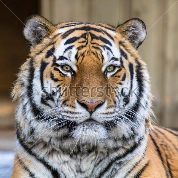  артикул 10018256