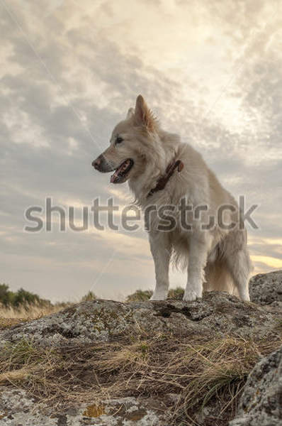 артикул 10018474