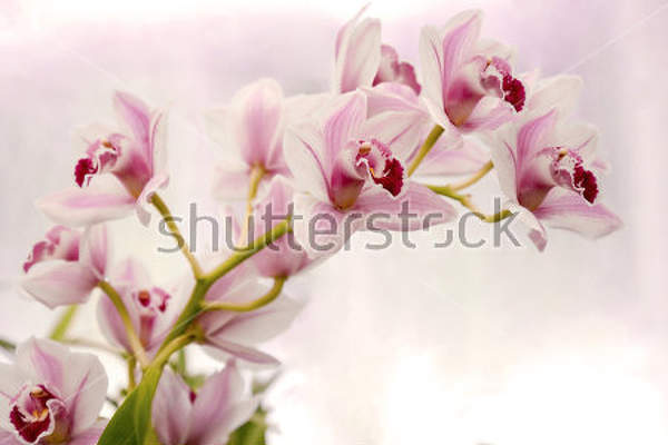  артикул 10018493