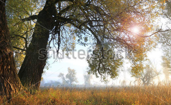  артикул 10018572