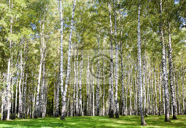  артикул 10018708