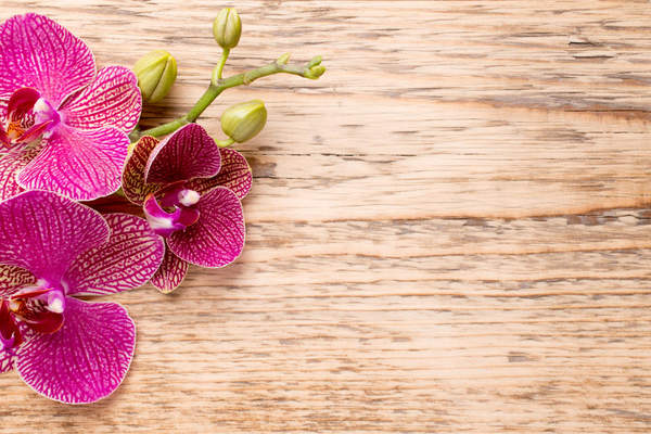 Розовые цветки орхидеи на деревянном фоне артикул 10019721
