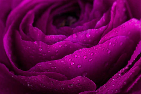 Пурпурная роза артикул 10019649
