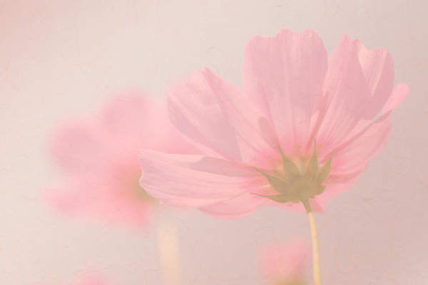 Нежно-розовый цветок на бледном фоне артикул 10019771