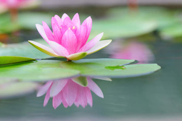 Розовый цветок на воде артикул 10019678