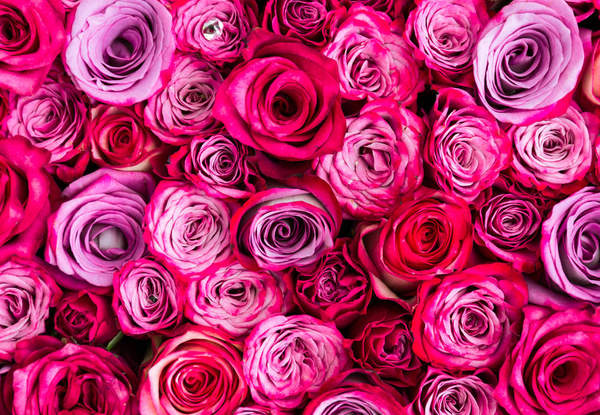 Красные и розовые розы артикул 10019691