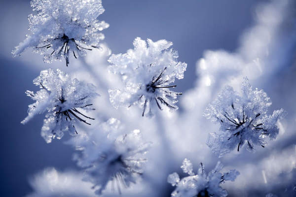 Фотообои с цветами под снегом артикул 10019608